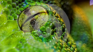 Green python eye