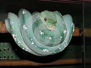 Green python