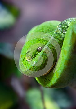 Green Python with Golden eye hanging on a branch in a spiral close up