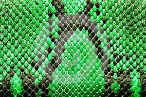 Green python leather, skin texture for background.