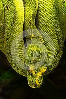 Green python, Morelia viridis