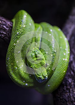 Green python, morelia viridis in terrarium