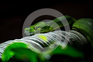 Green python portrait in nature