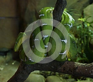 Green Python in the rainforest Malaysia Langkawi.