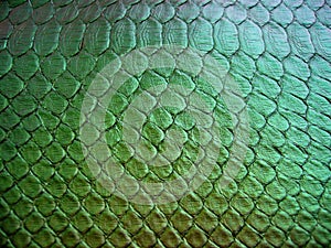 Green python skin  snake.