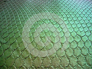 Green python skin  snake.