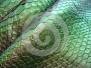 Green python skin  snake.