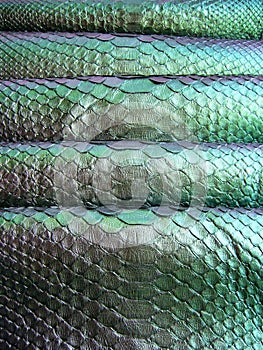 Green python skin  snake.