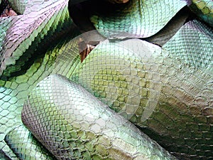 Green python skin  snake.