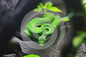 Green python snake