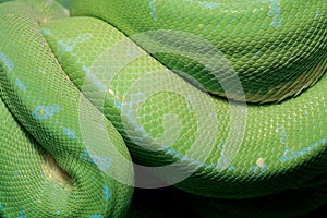 Green python snake.