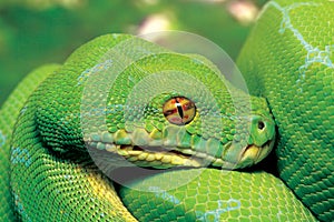 Green python snake.