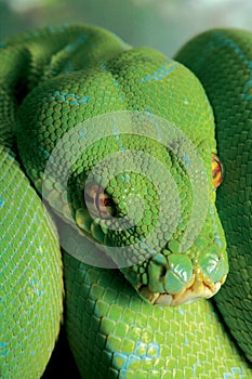 Green python snake.