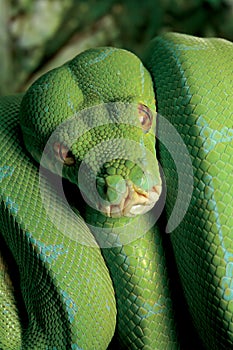 Green python snake.