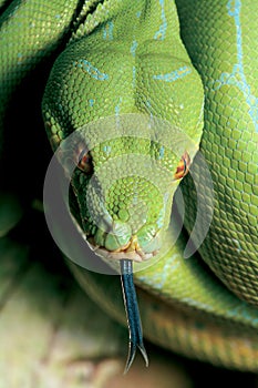 Green python snake.