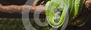 Green python snake on a branch with green leaves. A green python hangs on a branch of an old tree.