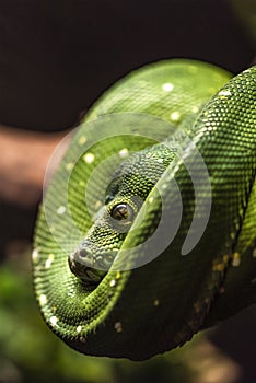 Green python snake on a branch with green leaves. A green python hangs on a branch of an old tree.