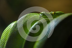 Green python snake in nature park