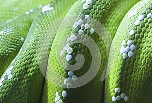 Green python snake skin