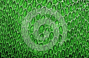 Green python snake skin texture background