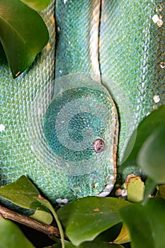Green Python. A tree python. Morelia viridis.