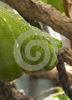 Green python on tree in tropical jungle