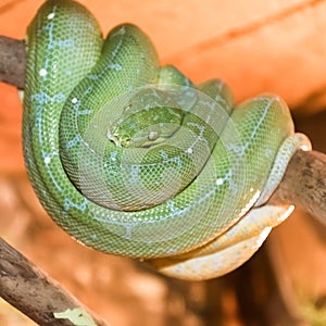 The green Python was curled up on a tree branch. close-up