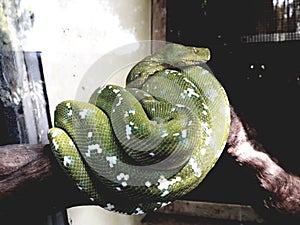 A green python with a white pattern coiled on a tree trunk