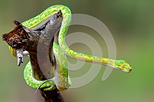 Green pyton snake