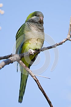 Green Quaker Parrot