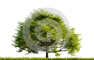 Green quercus tree on white transparent background. 3D rendering illustration