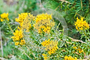 Green rabbitbrush flower