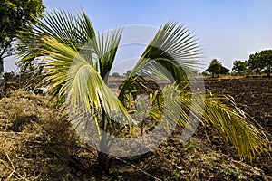 Green Raffia palm grown in a tropical area on a sunny day