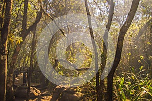 Green rain forest in South Africa
