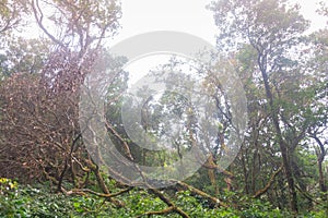 Green rainforest at mon jong doi, Chaing mai, Thailand