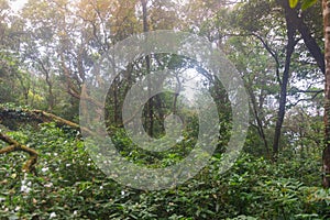 Green rainforest at mon jong doi, Chaing mai, Thailand