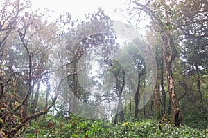 Green rainforest at mon jong doi, Chaing mai, Thailand