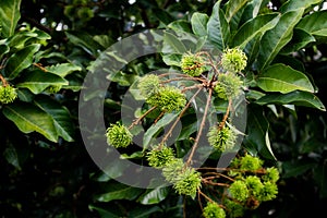 Green rambutan on tree in forest