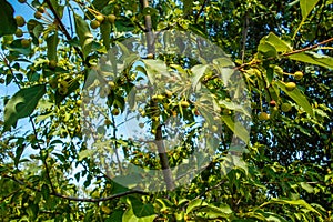 Green Ranet. Background of Green Ranet. A bunch of Green Ranet on a branch photo