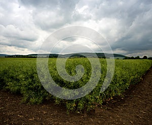 green rapeseed at corner, ripening pods, stormy, beautiful clouds