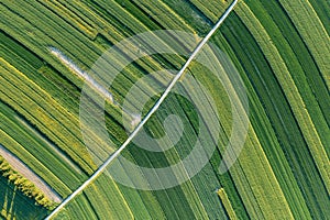 Green rapeseed cultivation aerial landscape