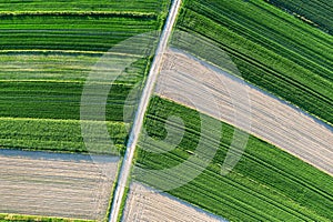 Green rapeseed cultivation aerial landscape