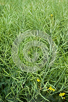 green rapeseed, ripening pods