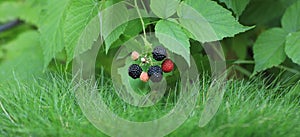 green raspberry bush black berries