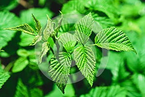 Green raspberry leaf close up. Leaf texture