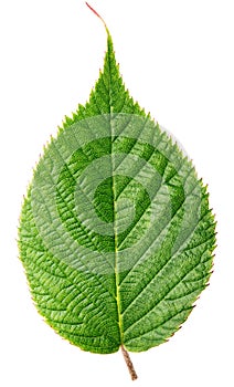 Green raspberry leaf isolated on white