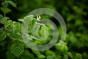 Green raspberry leaves, vegetable garden, agriculture, rural, business Blurred background