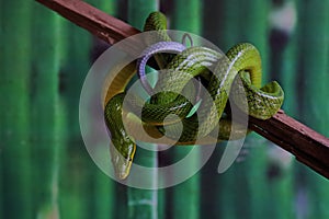 A green rat snake is resting on a dry tree branch.