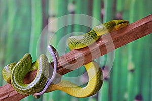 A green rat snake is resting on a dry tree branch. photo