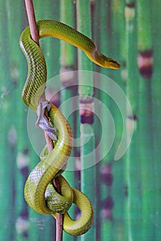 A green rat snake is resting on a dry tree branch. photo